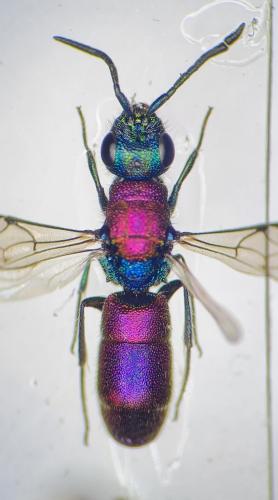 Réf. 301 730 : Chrysura filiformis